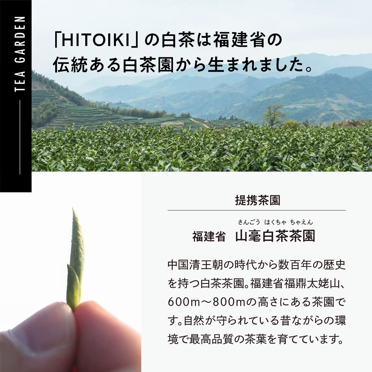 【送料無料】HITOIKI 白茶 ティーバッグ (白茶金木犀ブレンド, (2gx15T) 1袋) 福鼎白茶 中国茶 日本基準茶葉加工 茶園提携